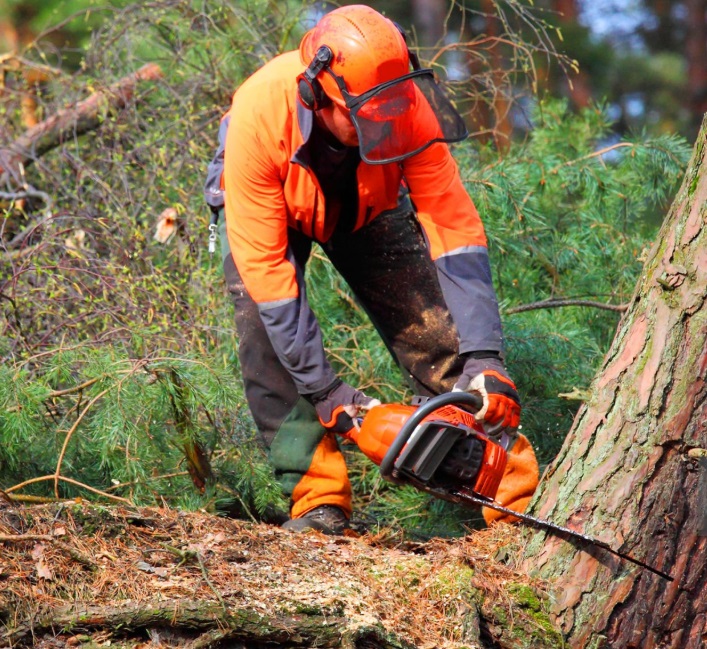 Upptäck Stubbfräsning med Vallentuna´s främsta trädfällare